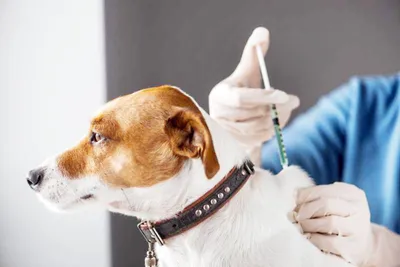 मनपाकडून 20 महिन्यांत 3795 कुत्र्यांवर शस्त्रक्रिया