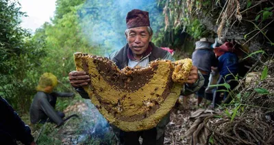 मॅड हनीच्या सेवनानंतर माणूस होतो अस्वस्थ