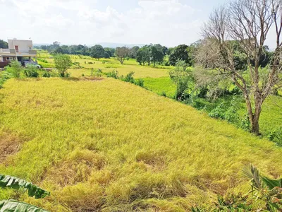 परतीच्या पावसाने शेतकऱ्यांना फटका