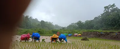 जांबोटी ओलमणी भागात लागवड अंतिम टप्प्यात