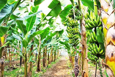 जिल्ह्यात केळी उत्पादकांना फटका