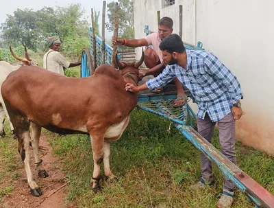 चार दिवसांत दीड लाख जनावरांना लसीकरण