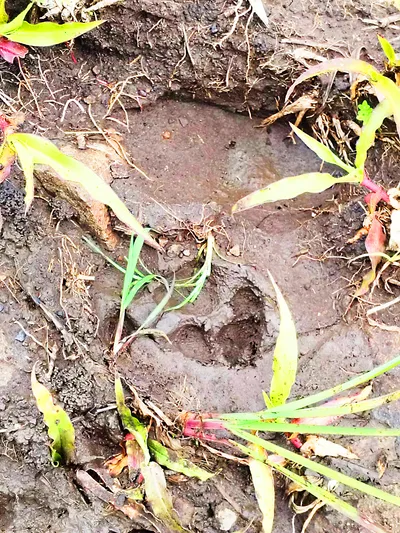 नागेनहट्टी यरमाळ शिवारात बिबट्याचा वावर