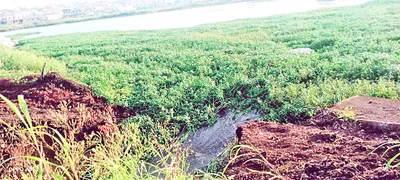 कंग्राळी बुद्रुकचा किगदी तलाव फुटला