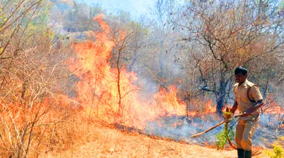भारतीय जंगलांतील आगीची वाढती प्रकरणे