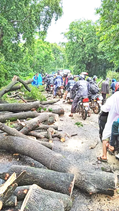 उचगाव फाटा बाची रस्त्यावरील वृक्ष फांद्या हटविल्या