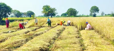 सांबरा बाळेकुंद्री खुर्द परिसरात भातकापणीच्या कामाची धांदल