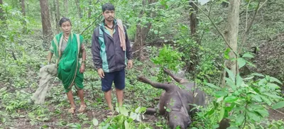 वाघाच्या हल्ल्यात दोन म्हशी ठार