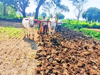 सुगीबरोबर येळ्ळूर शिवार परिसरात रब्बी पिकांच्या पेरणीचीही लगबग