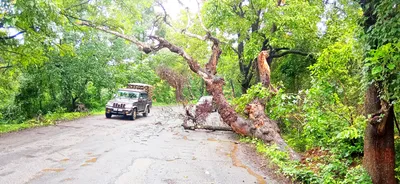 एकाच महिन्यात तिसऱ्यांदा पडले रस्त्यावर झाड