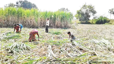 परतीच्या पावसामुळे भातसुगी ऊसतोडणी लांबणीवर