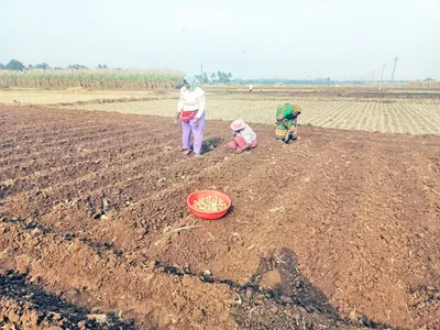 रब्बी हंगामातील बटाटा लागवडीत कमालीची घट