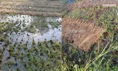 मळणी सुरु असलेल्या शेतात सोडले कालव्याचे पाणी  पाटबंधारे विभागाच्या कारभाराने शेतकऱ्याचे मोठे नुकसान