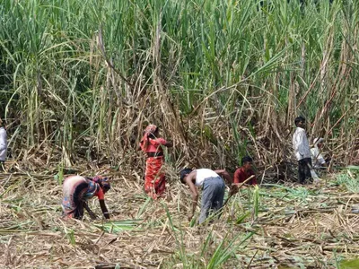 ऊसतोड कामगार मुलांच्या शिक्षणाचा प्रश्न ऐरणीवर